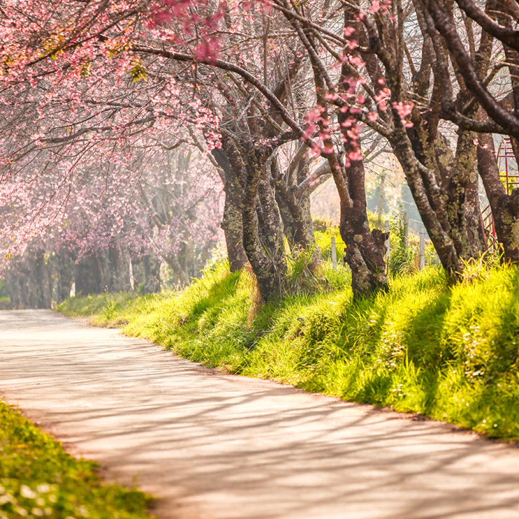 CELEBRATING THE JAPANESE CHERRY BLOSSOM FESTIVAL Kobe Jones